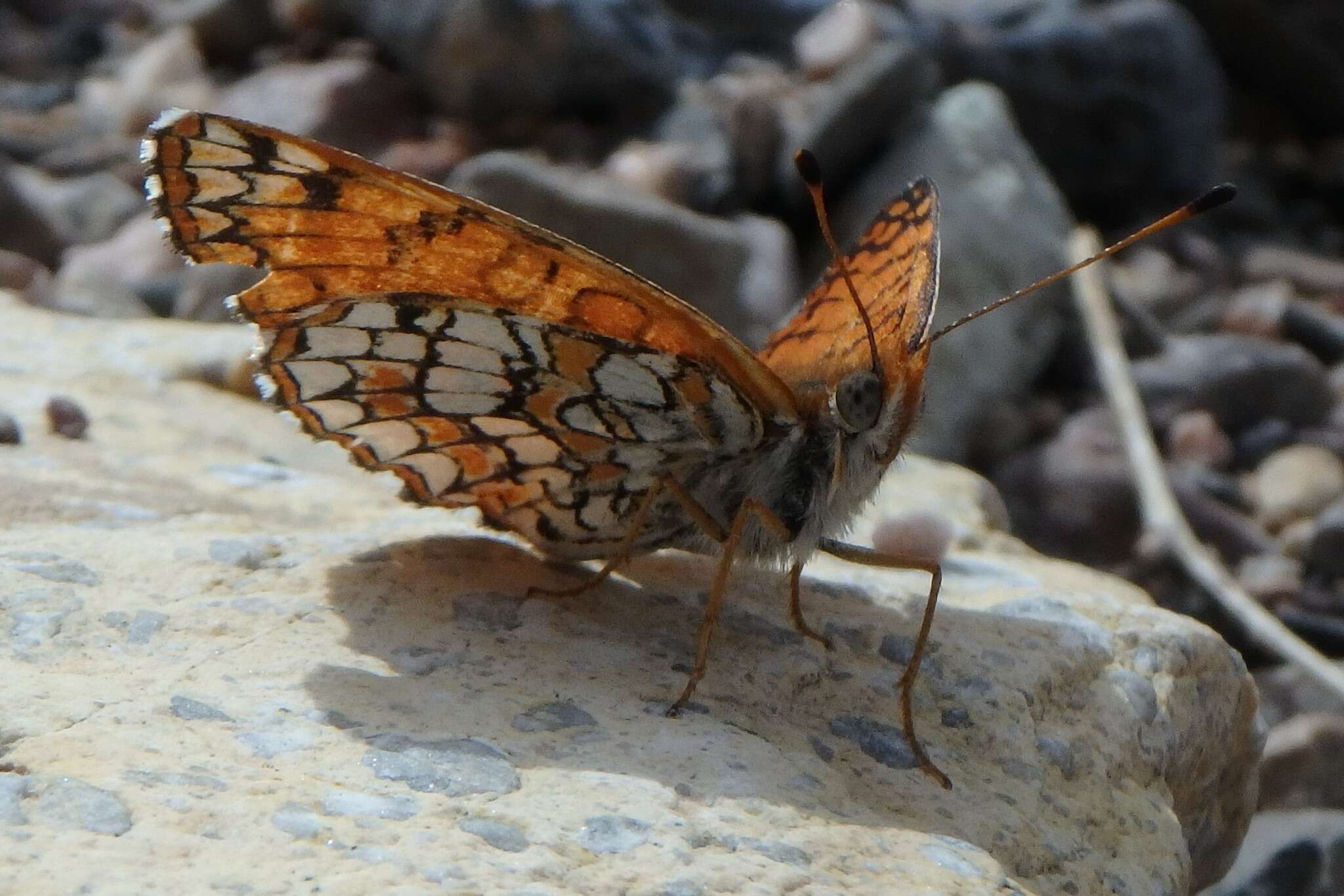 Image of Sagebrush Checkerspot