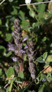 Image of Phelipanche rosmarina (G. Beck) Banfi, Galasso & Soldano