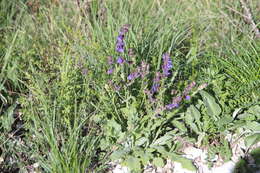 Image of Hoary Salvia