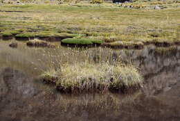 Sivun Calamagrostis chrysantha (J. Presl) Steud. kuva