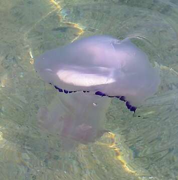 Image of barrel jellyfish