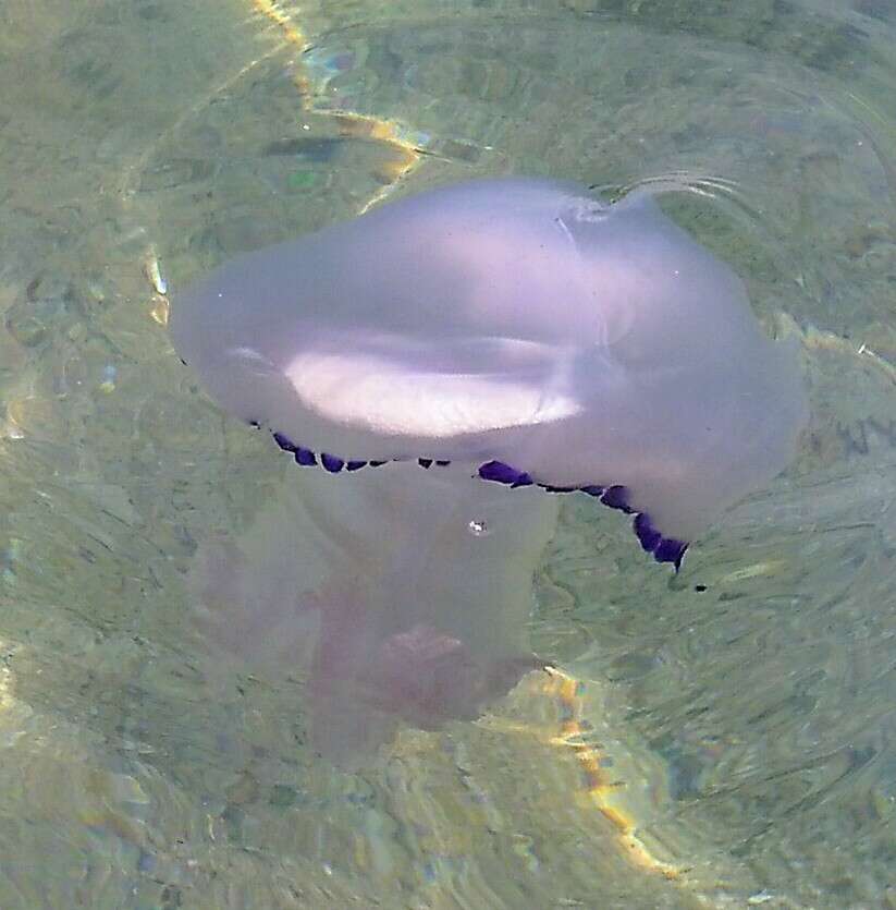 Image of barrel jellyfish