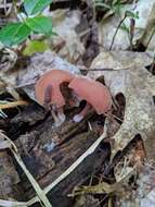 Image of Tubaria confragosa (Fr.) Harmaja 1978