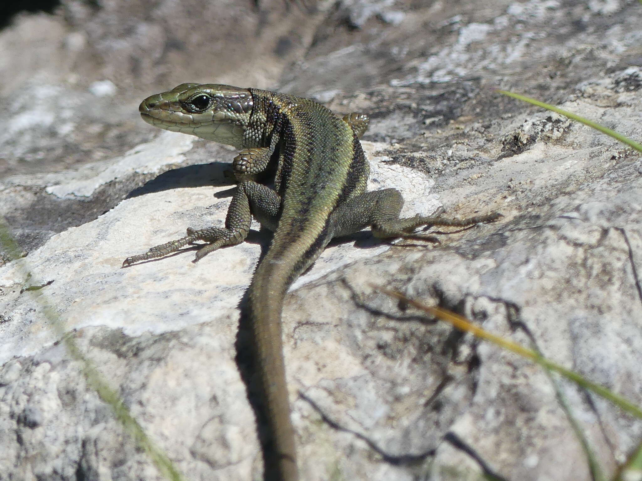 Image of Aran rock lizard
