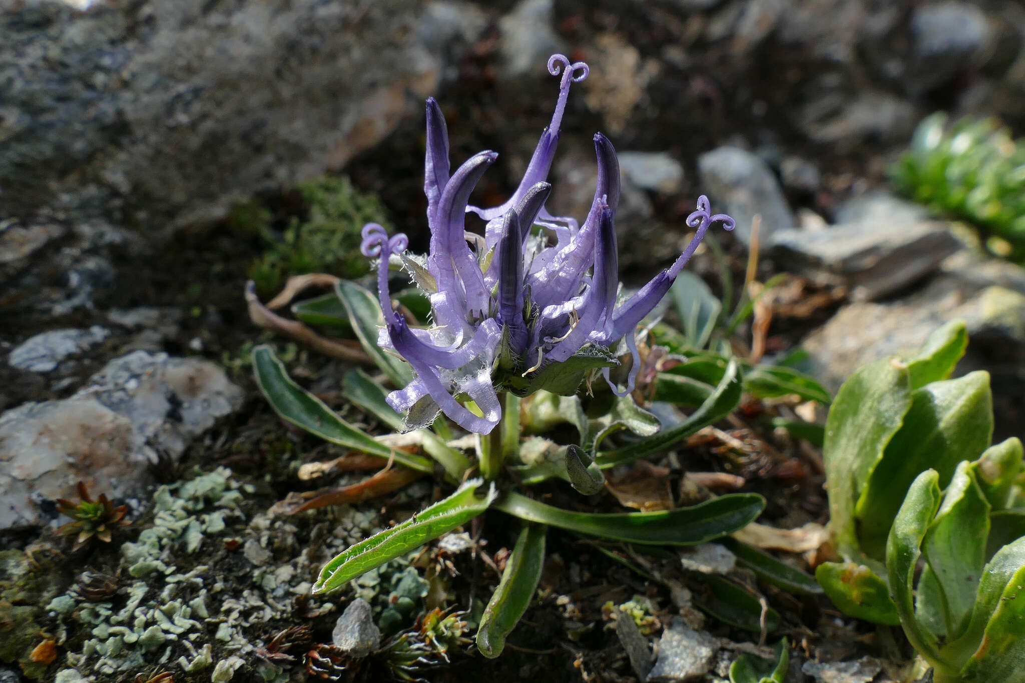 Sivun Phyteuma globulariifolium Sternb. & Hoppe kuva