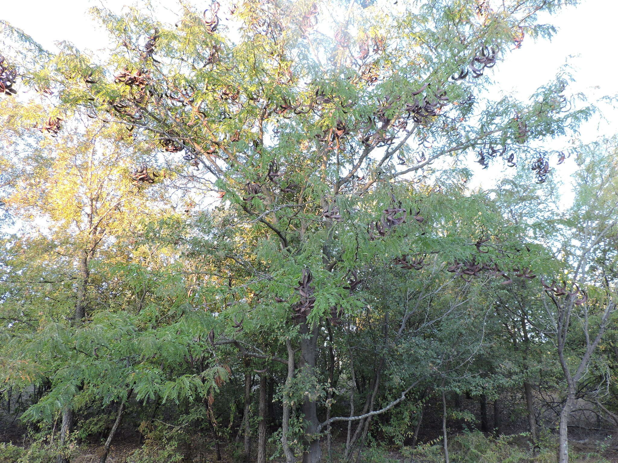 Plancia ëd Gleditsia triacanthos L.