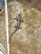 Image of Shore skink