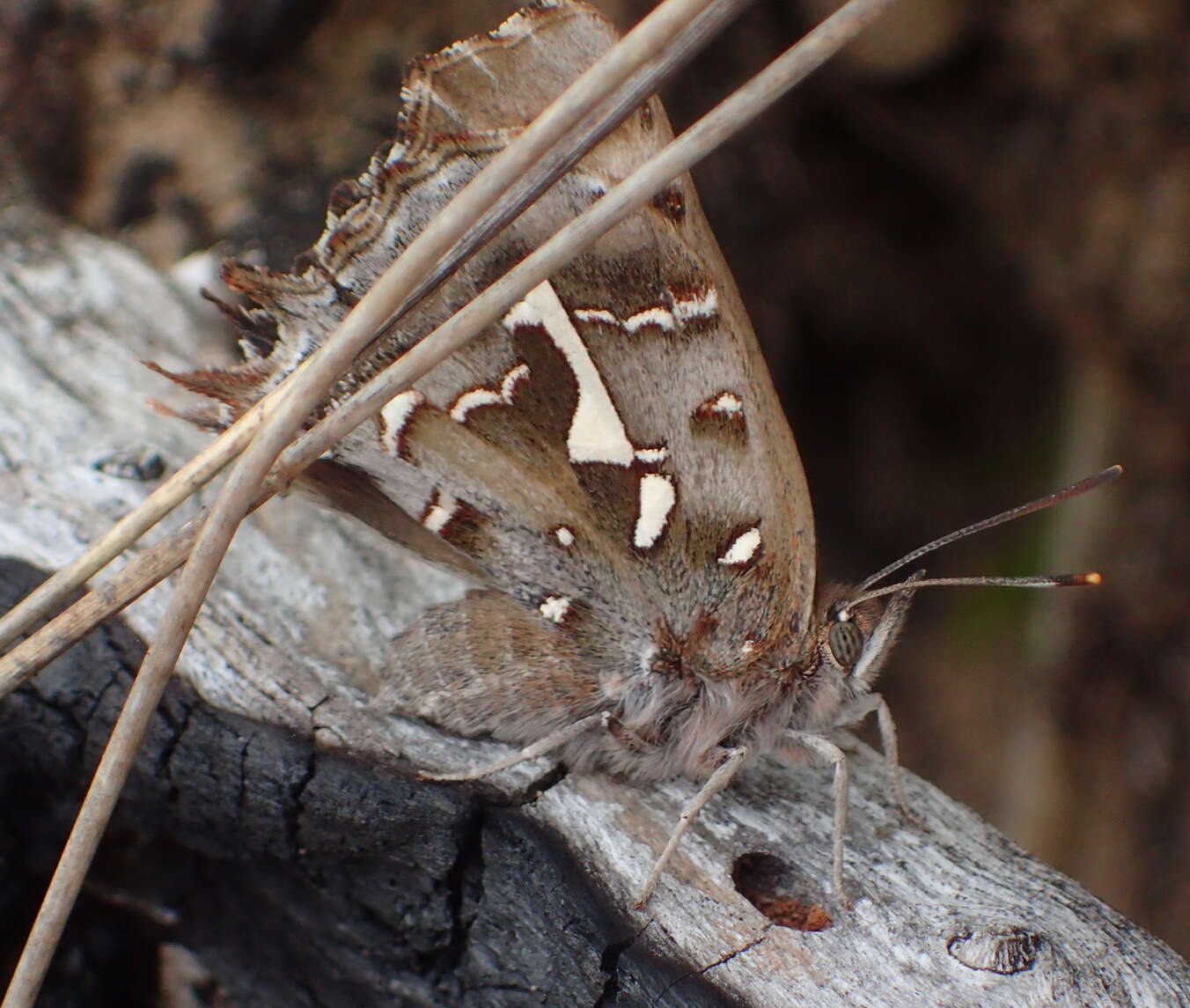 Image of Phasis thero (Linnaeus 1764)