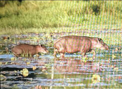 Image of Tapirus terrestris terrestris (Linnaeus 1758)