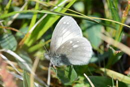 Coenonympha sunbecca Eversmann 1843的圖片