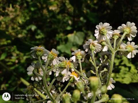 صورة Schistocarpha bicolor Less.