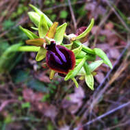 Image of Early spider orchid