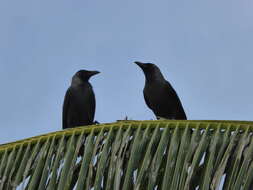 Imagem de Corvus splendens maledivicus Reichenow 1904