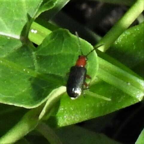 Oulema (Hapsidolemoides) variabilis R. White 1993 resmi