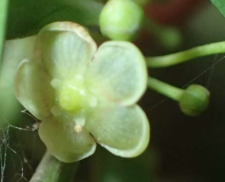 Image of Gymnosporia acuminata (L. fil.) Szyszyl.