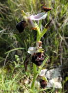 Image of Ophrys argolica subsp. biscutella (O. Danesch & E. Danesch) Kreutz