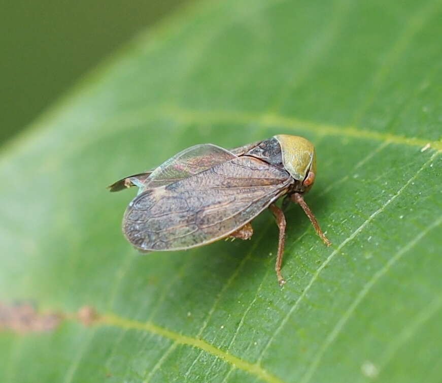 Image of Leafhopper