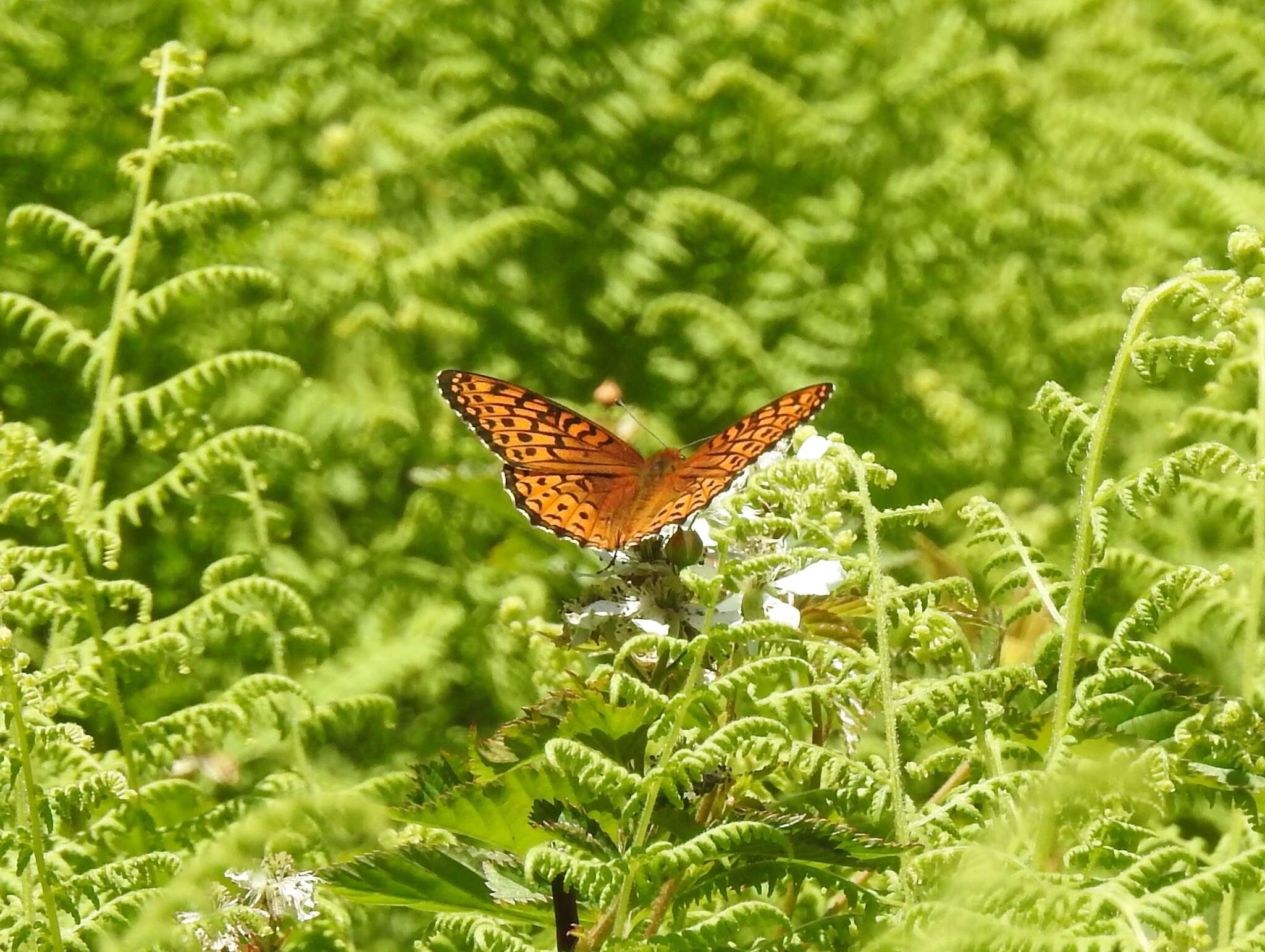 Image of Atlantis Fritillary