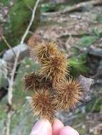 Castanea ozarkensis Ashe的圖片