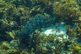 Image of Cockatoo fish