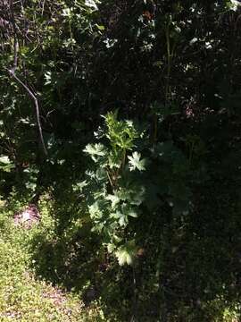 Image of California larkspur