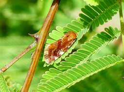 Image de Acontia sexpunctata Fabricius 1794