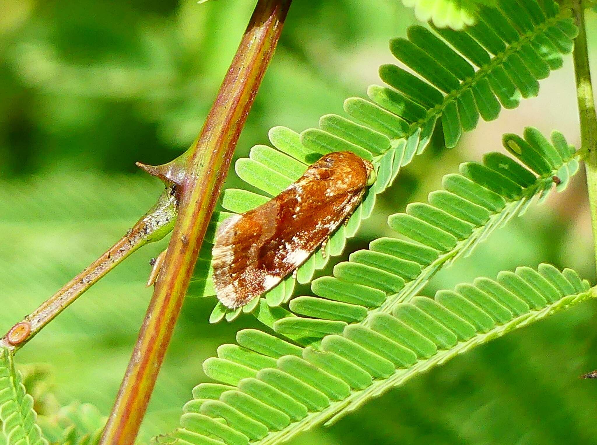 Image de Acontia sexpunctata Fabricius 1794