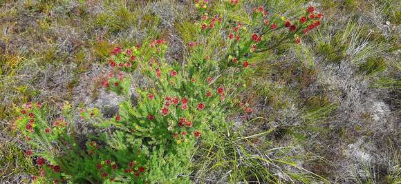 Image of Bredasdorp conebush