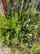 Imagem de Cirsium monspessulanum (L.) Hill