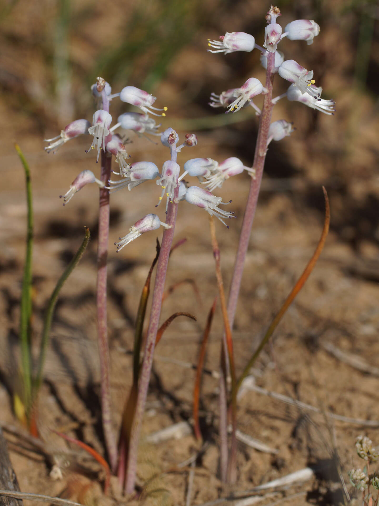 Image of Lachenalia juncifolia Baker