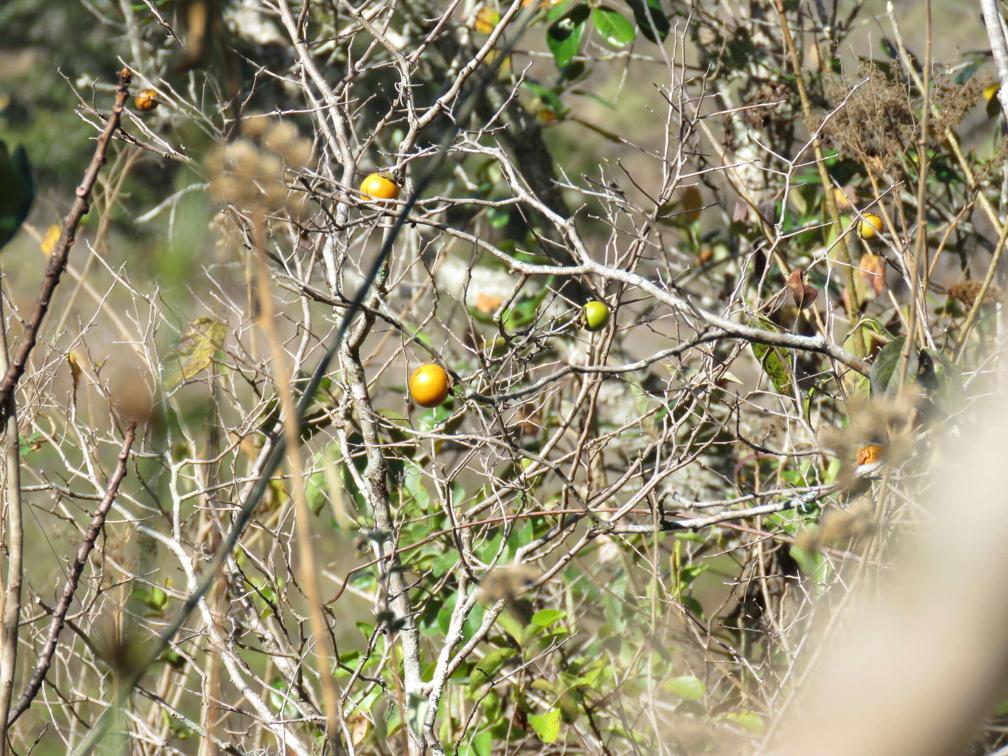 Sivun Diospyros salicifolia Humb. & Bonpl. ex Willd. kuva