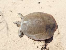 Image of Smooth Softshell Turtle