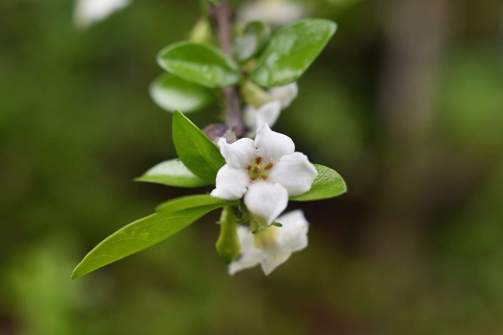 Image of Randia chiapensis Standl.