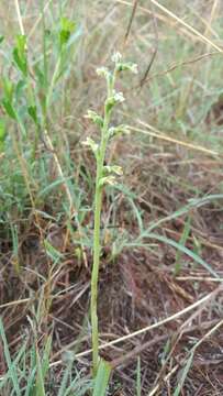 Image of Cyclopogon saccatus (A. Rich. & Galeotti) Schltr.