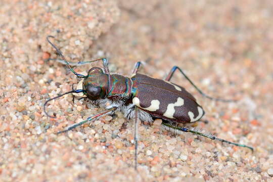 Sivun Cicindela (Cicindela) songorica Motschulsky 1845 kuva