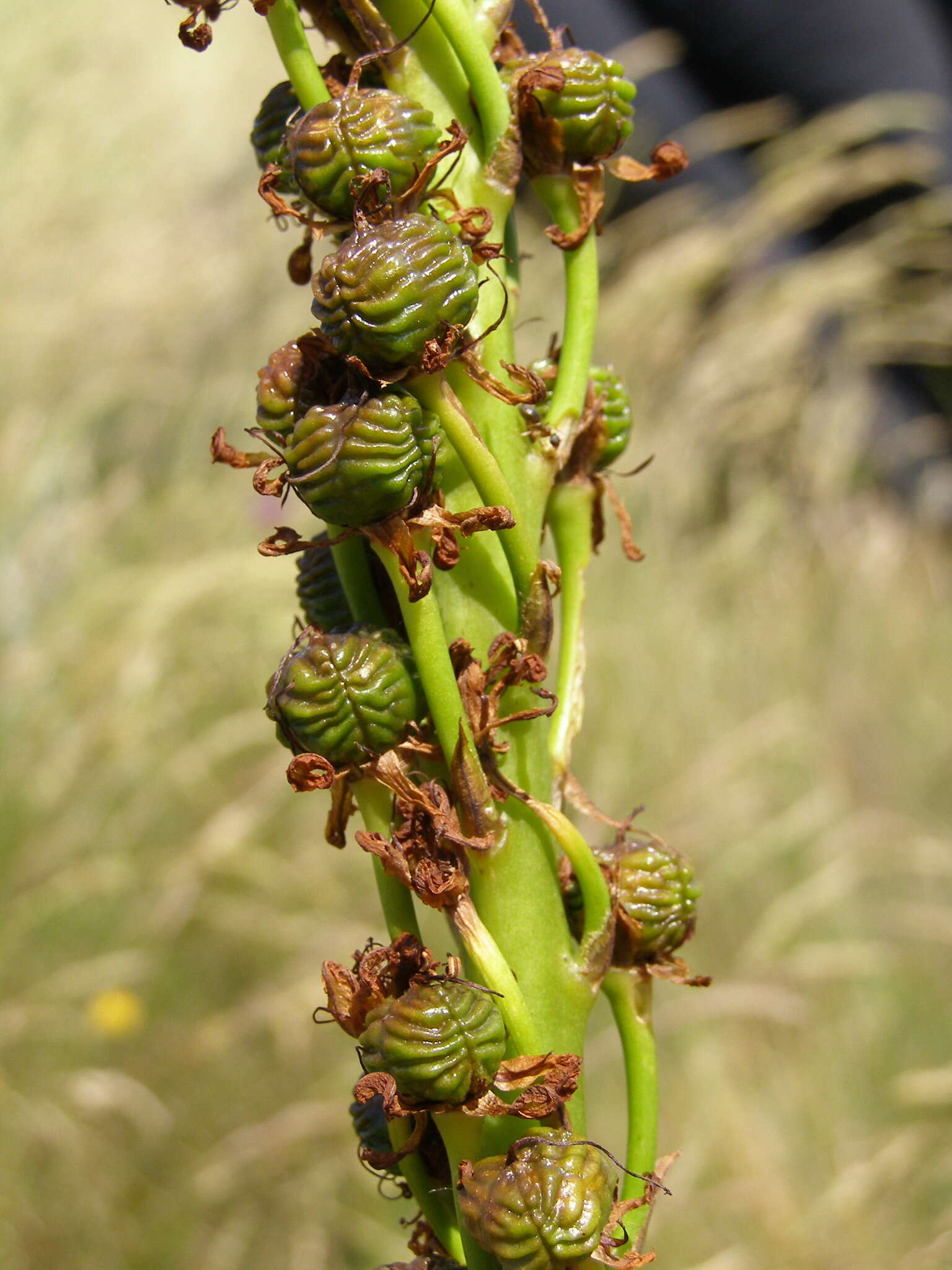 Image of Eremurus spectabilis M. Bieb.