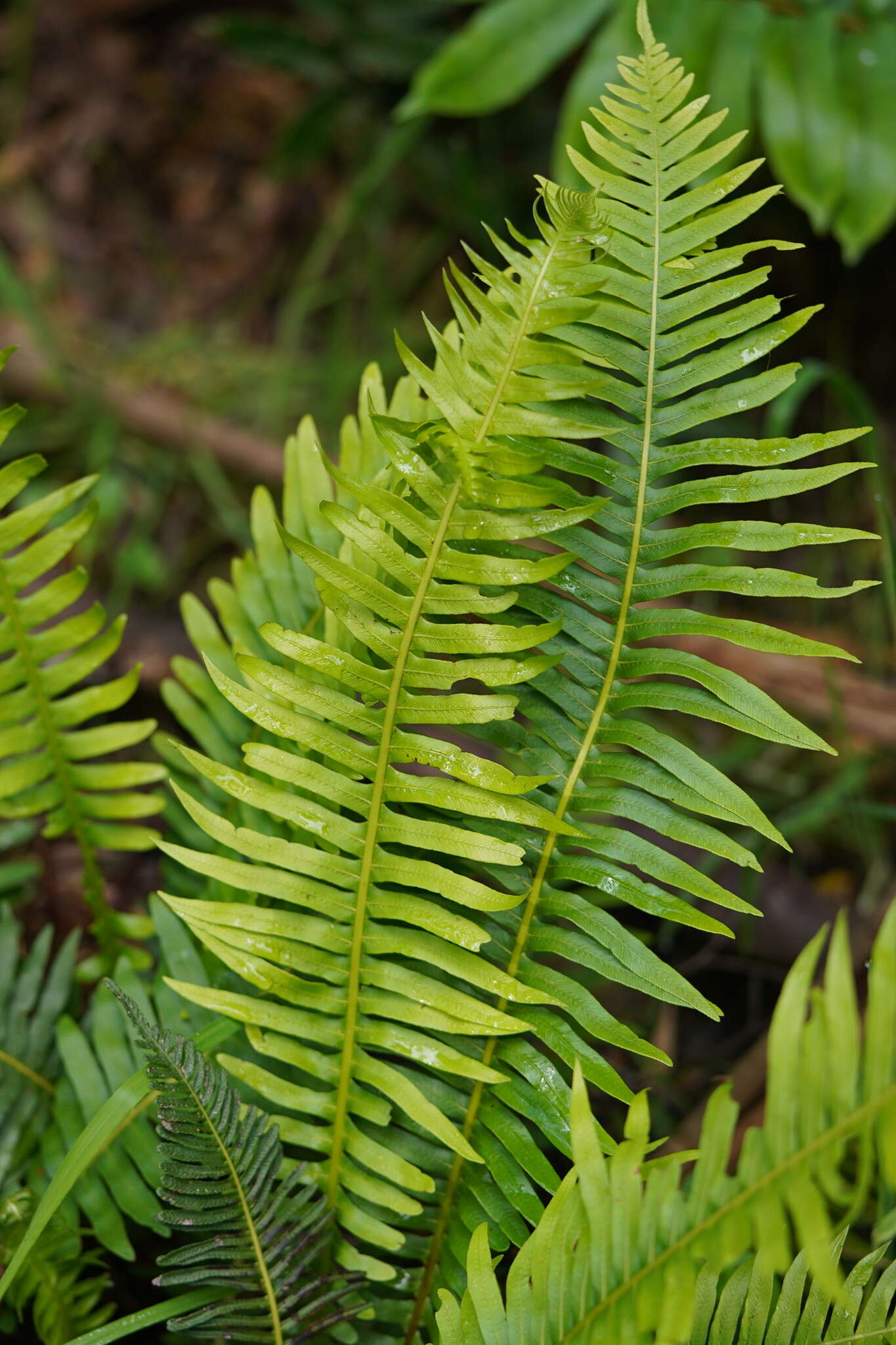 Image of Fishbone water-fern