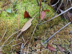 Image de Sphagnum perichaetiale Hampe ex C. Müller 1848