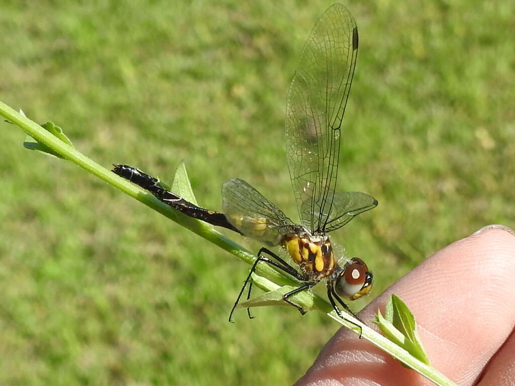 Слика од Celithemis verna Pritchard 1935