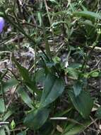 Image of Chelonanthus purpurascens (Aublet) Struwe, Nilsson & Albert