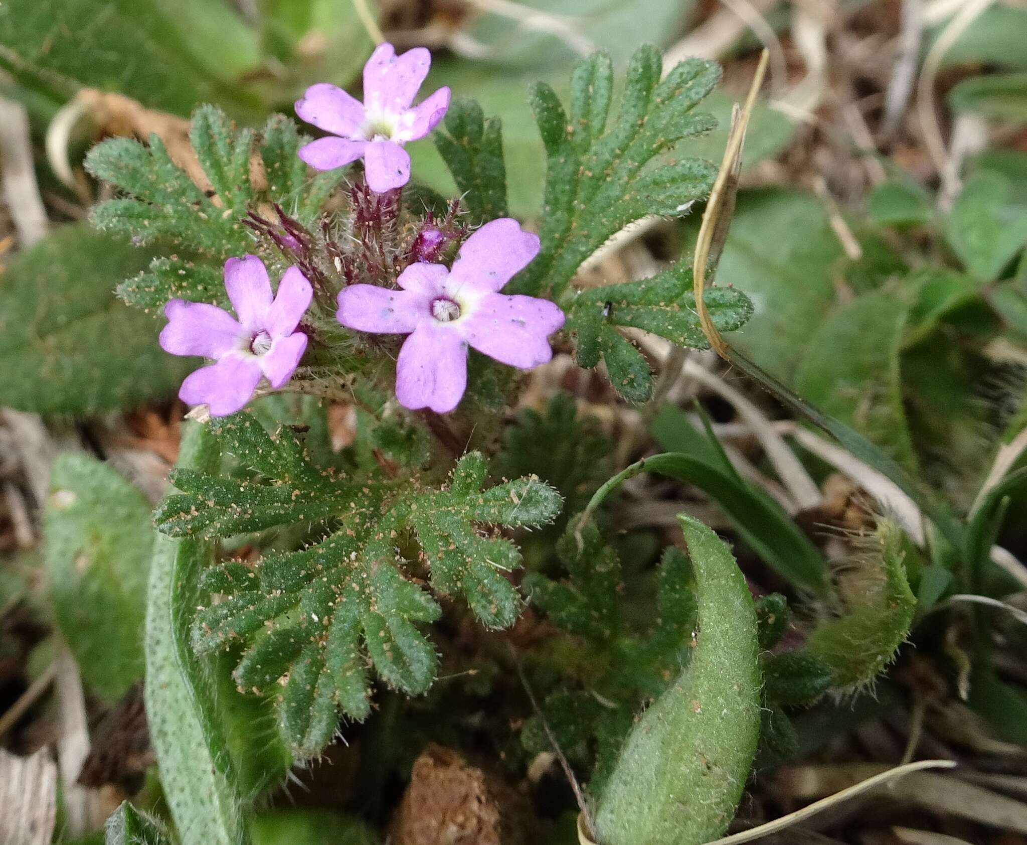 Imagem de Glandularia pumila (Rydb.) Umber