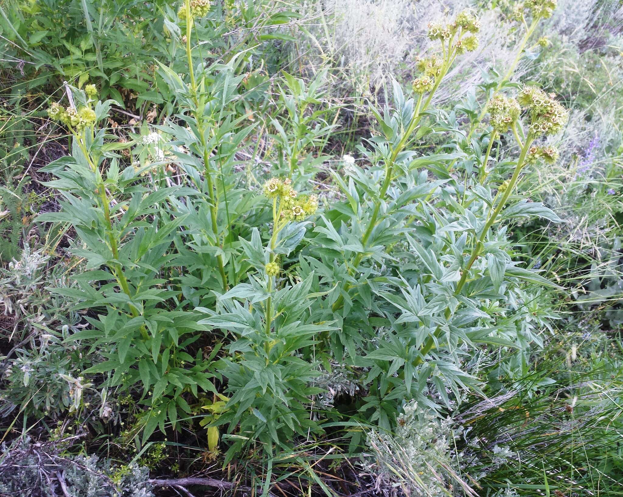 Image de Phacelia procera A. Gray