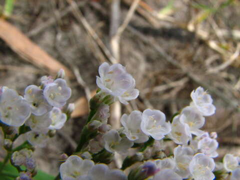 Imagem de Limonium brasiliense (Boiss.) O. Kuntze