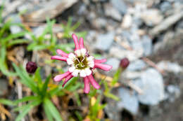 Image of Silene morrisonmontana (Hayata) Ohwi & H. Ohashi