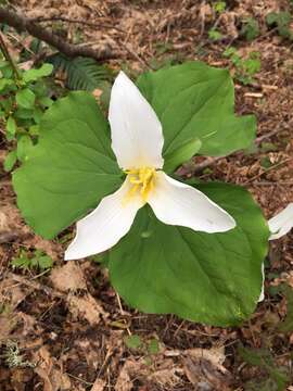 Image of Pacific trillium