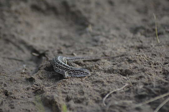 Image of Mongolia Racerunner