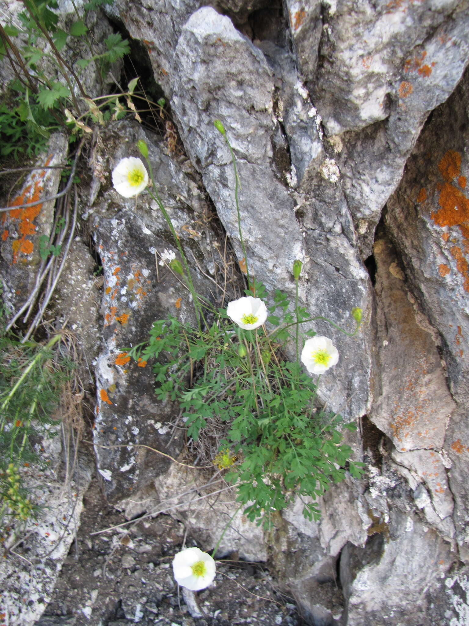 Image of Papaver popovii Siplivinskii