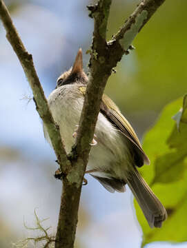 Plancia ëd Hemitriccus granadensis (Hartlaub 1843)