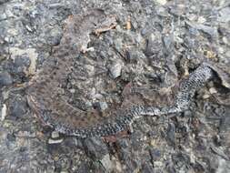 Image of Vipera seoanei cantabrica Braña & Bas 1983