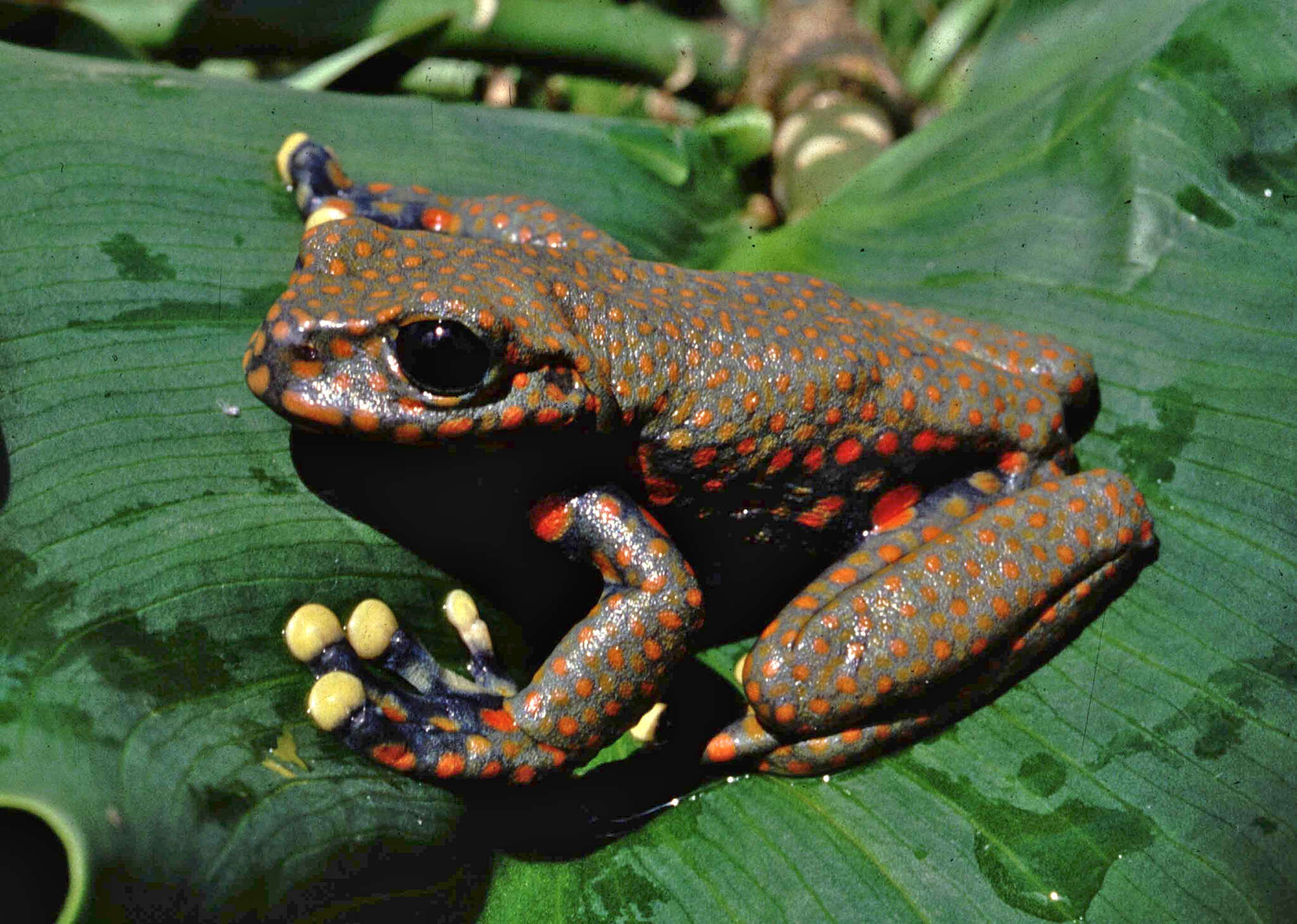 Image of Rio Chingual Valley tree frog